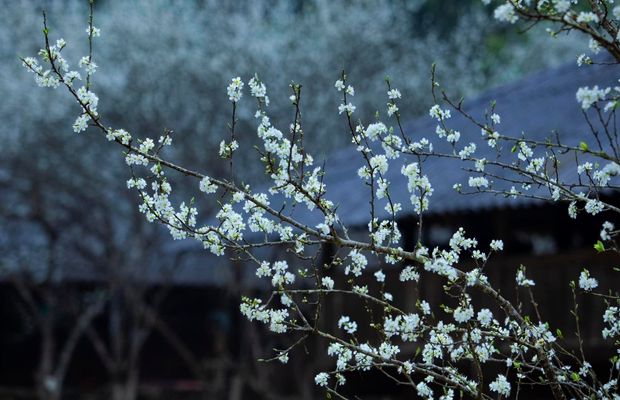 Plum blossom in Ban Pho